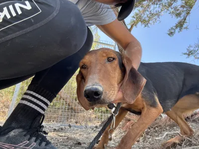 Hund Koula adoptieren