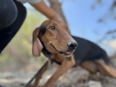Hund Koula adoptieren