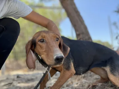 Hund Koula adoptieren