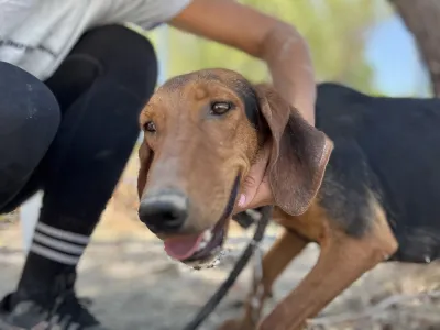 Hund Koula adoptieren