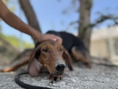 Hund Koula adoptieren