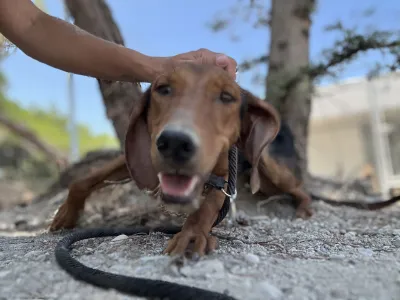 Hund Koula adoptieren
