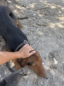 Hund Koula adoptieren