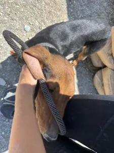 Hund Koula adoptieren