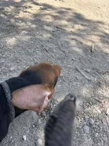 Hund Koula adoptieren