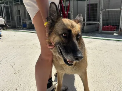 Hund Alina adoptieren