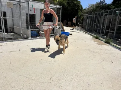 Hund Alina adoptieren