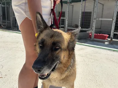 Hund Alina adoptieren