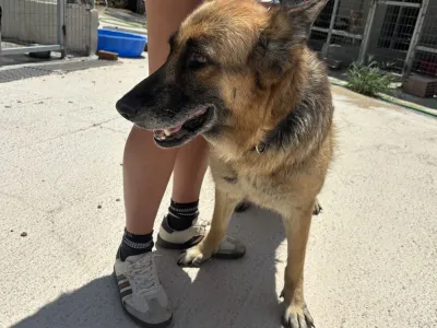 Hund Alina adoptieren