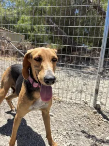 Adopt Laura