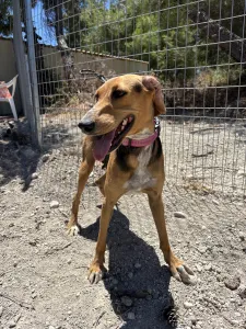 Adopt Laura