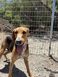 Adopt Laura