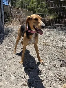 Adopt Laura