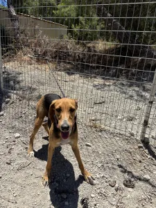 Adopt Laura