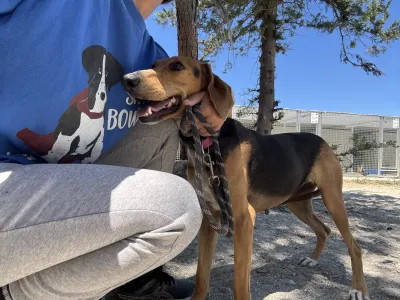 Adopt Laura