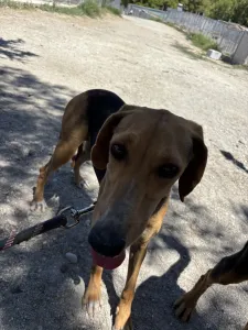 Adopt Laura