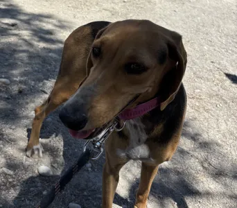 Adopt Laura