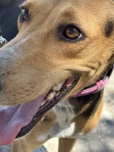Adopt Laura
