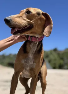 Adopt Laura