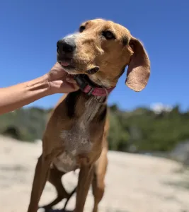Adopt Laura