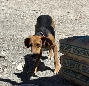 Adopt Laura