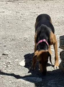 Adopt Laura