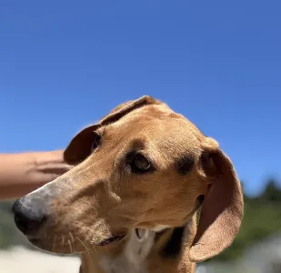 Adopt Laura