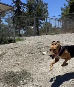 Adopt Laura