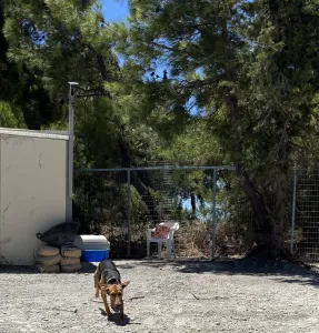 Adopt Laura
