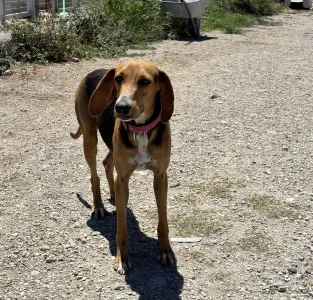 Adopt Laura