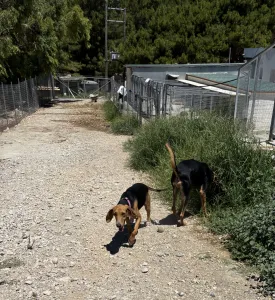 Adopt Laura