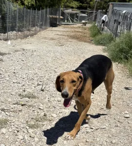 Adopt Laura