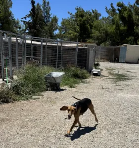 Adopt Christos