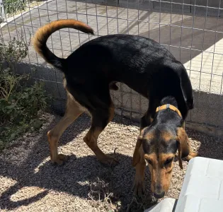 Adopt Christos