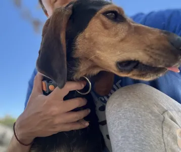 Adopt Christos