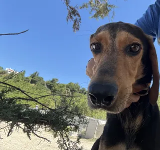 Adopt Christos