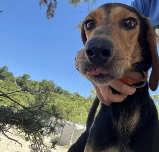 Adopt Christos