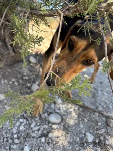 Adopt Christos