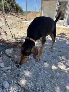 Adopt Christos