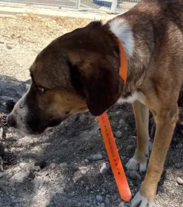 Adopt Jaki