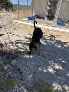 Adopt Christos