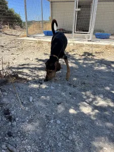 Adopt Christos