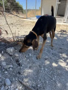 Adopt Christos