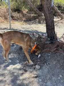 Adopt Jaki