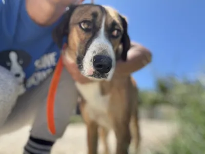 Adopt Jaki