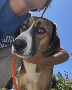 Adopt Jaki