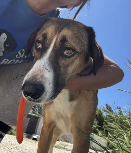 Adopt Jaki