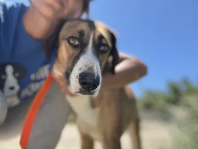 Adopt Jaki