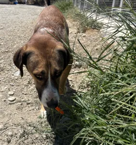 Adoptionsprofil für Jaki