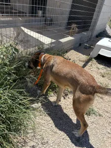 Adopt Jaki